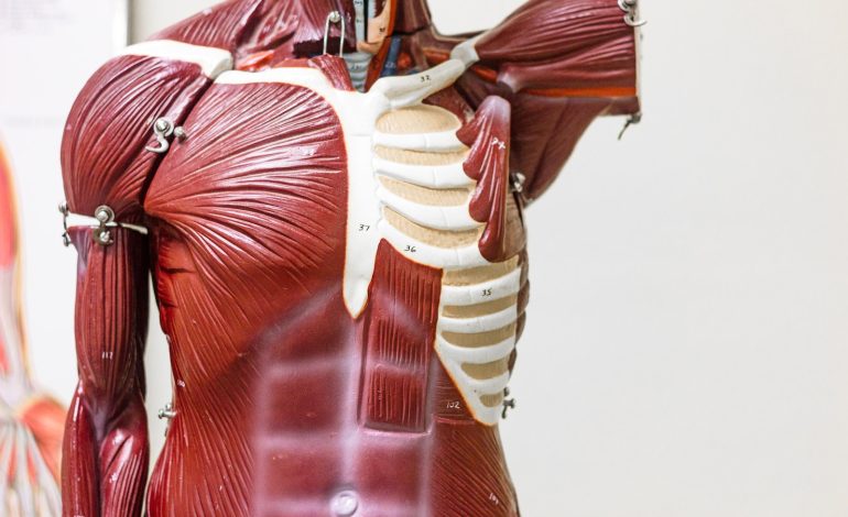 Exploring the Fascinating World of Human Anatomy: A Comprehensive Guide