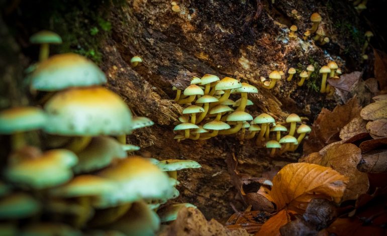 white mushrooms on brown tree trunk